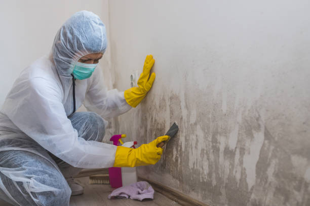 Best Commercial Mold Inspection  in Hyde, PA